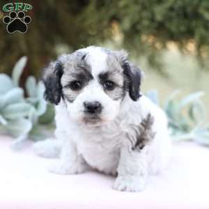 Jenny, Bich-Poo Puppy